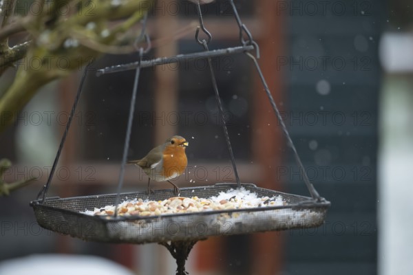 European robin (Erithacus rubecula) adult garden bird feeding at a bird feeder in snow in winter, Suffolk, England, United Kingdom
