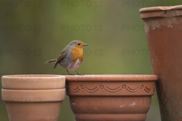 European robin (Erithacus rubecula) adult garden bird on plant pots in spring, Suffolk, England, United Kingdom
