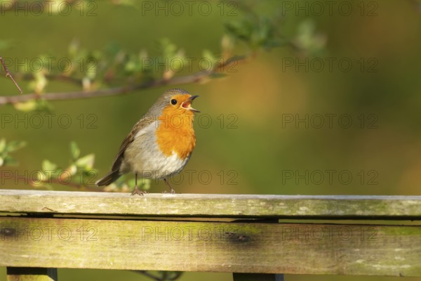 European robin (Erithacus rubecula) adult garden bird singing on a fence in spring, Norfolk, England, United Kingdom