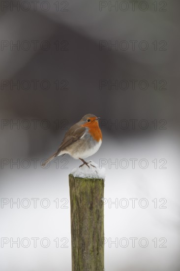 European robin (Erithacus rubecula) adult garden bird on a snow covered post in winter, Suffolk, England, United Kingdom