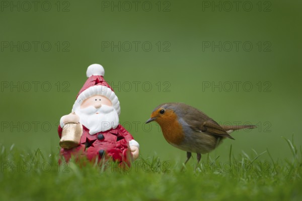 European robin (Erithacus rubecula) adult garden bird next to a Father Chrstmas or Santa figure on a grass lawn in winter, Suffolk, England, United Kingdom