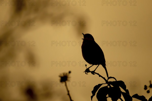 European robin (Erithacus rubecula) adult garden bird singing on an Ivy tree branch silhouette at sunset in spring, Suffolk, England, United Kingdom