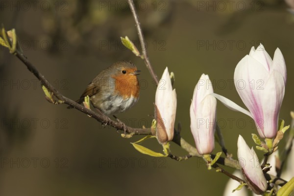 European robin (Erithacus rubecula) adult garden bird singing in a magnolia tree with blossom flowers in spring, Suffolk, England, United Kingdom