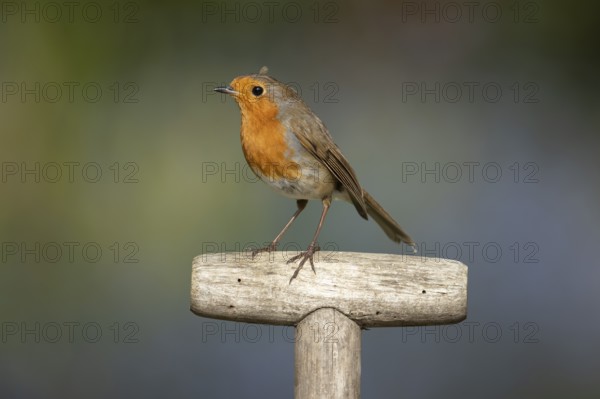 European robin (Erithacus rubecula) adult garden bird on a fork handle in spring, Suffolk, England, United Kingdom