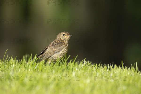 European robin (Erithacus rubecula) juvenile baby garden bird on a grass lawn in spring, Suffolk, England, United Kingdom
