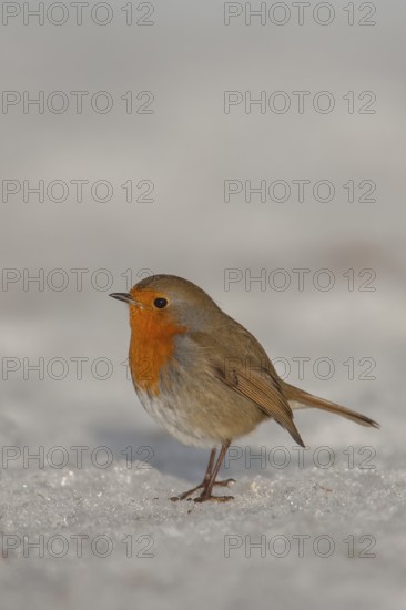 European robin (Erithacus rubecula) adult garden bird on snow in winter, Suffolk, England, United Kingdom