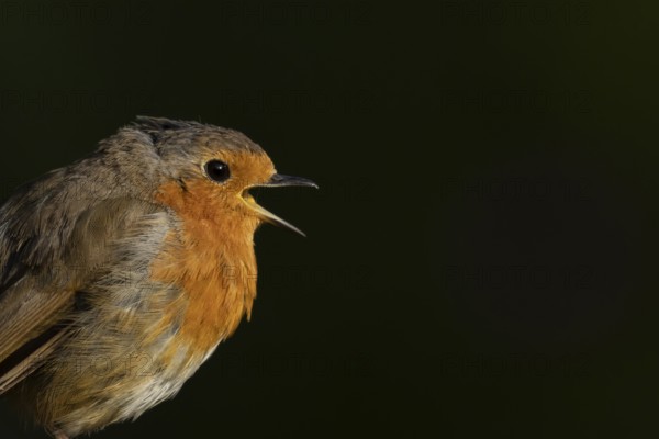 European robin (Erithacus rubecula) adult garden bird singing, Suffolk, England, United Kingdom