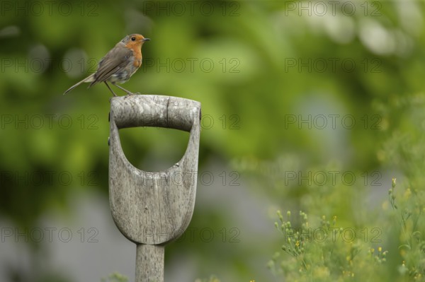European robin (Erithacus rubecula) adult garden bird on a fork handle in summer, Suffolk, England, United Kingdom