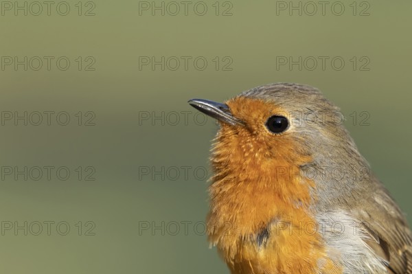 European robin (Erithacus rubecula) adult garden bird singing in spring, Suffolk, England, United Kingdom