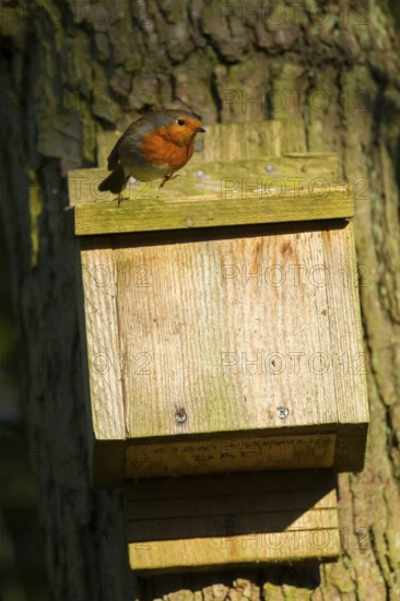 European robin (Erithacus rubecula) adult garden bird on bat box on a tree, England, United Kingdom