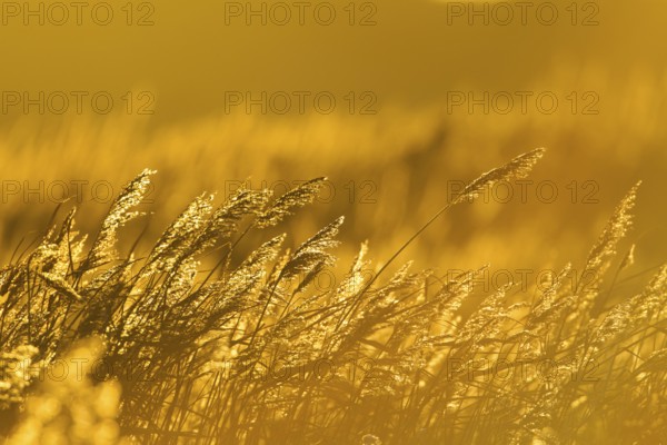 Common reed (Phragmites australis) plants reedbed backlit at sunset, RSPB Minsmere nature reserve, Suffolk, England, United Kingdom
