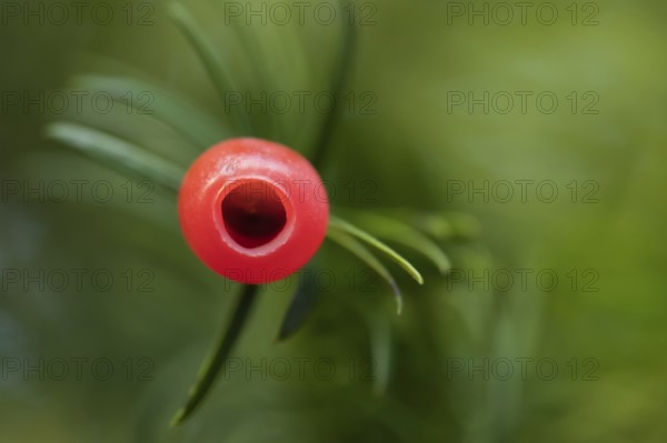 English or European yew tree (Taxus baccata) red berry in autumn, Suffolk, England, United Kingdom