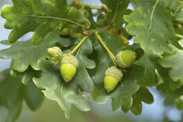 English oak tree (Quercus robur) acorn nuts in summer, Suffolk, England, United Kingdom