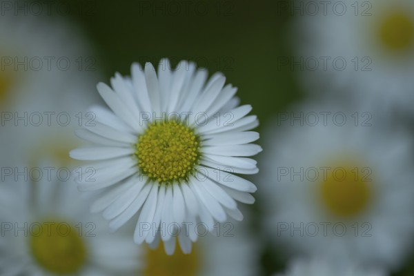 Common daisy (Bellis perennis) plant wildflower flower, Suffolk, England, United Kingdom