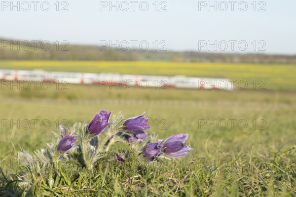Pasqueflower (Pulsatilla vulgaris) wild plant flowers on a grass bank with a train passing by in the background in spring, Cambridgeshire, England, United Kingdom