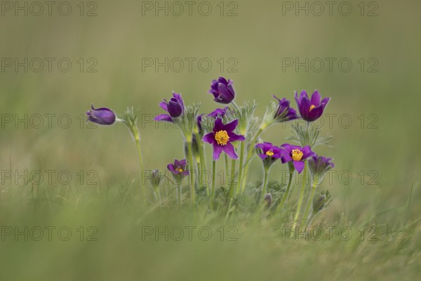 Pasqueflower (Pulsatilla vulgaris) wild plant flowers in grassland in spring, Cambridgeshire, England, United Kingdom