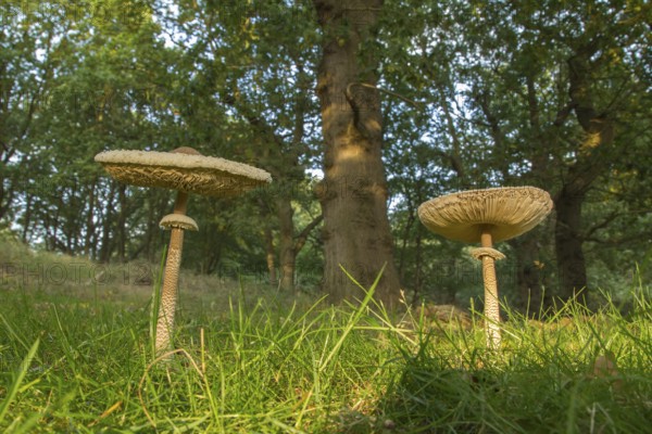 Parasol mushroom (Macrolepiota procera) in woodland in autumn, Suffolk, England, United Kingdom