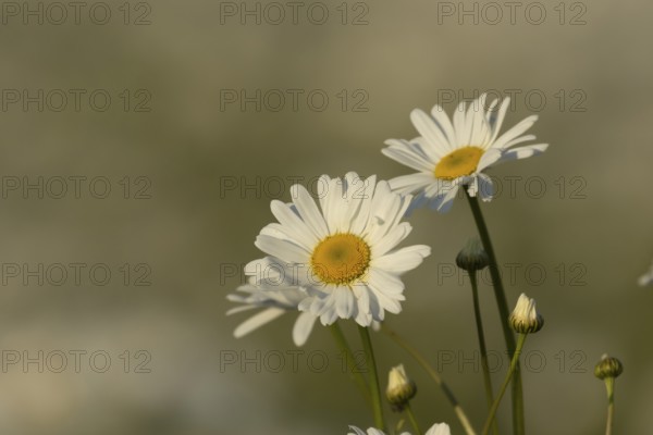 Oxeye daisy (Leucanthemum vulgare) plant wildflower flowers in a meadow in summer, Suffolk, England, United Kingdom