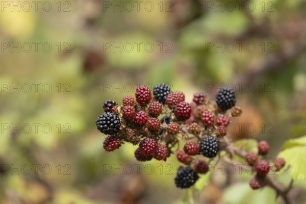 Bramble (Rubus fruticosus) plant fruit blackberries in summer, Suffolk, England, United Kingdom