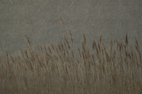Common reed (Phragmites australis) plants reedbed in a rain storm, RSPB Minsmere nature reserve, Suffolk, England, United Kingdom