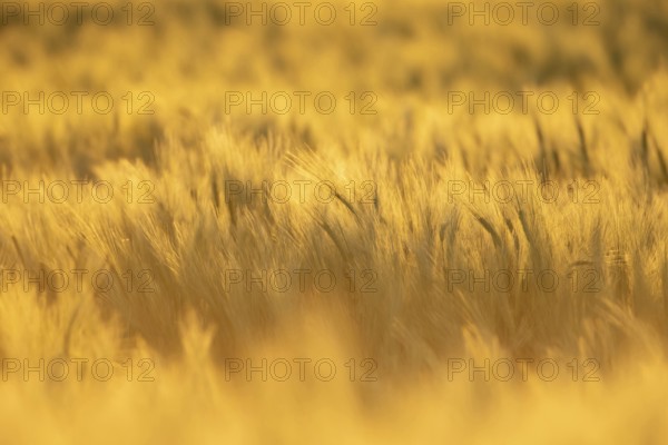 Barley (Hordeum vulgare) farm crop plants backlit in summer before harvest, Suffolk, England, United Kingdom