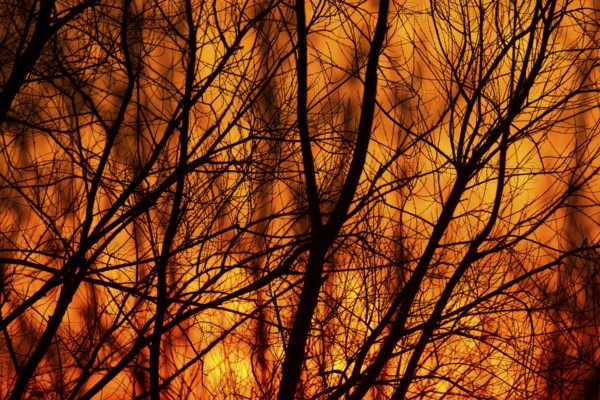 Tree branches silhouette at sunset in winter, Suffolk, England, United Kingdom
