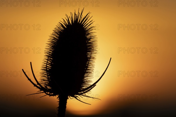 Teasel (Dipsacus fullonum) plant seedhead silhouette at sunset, RSPB Frampton marsh nature reserve, Lincolnshire, England, United Kingdom