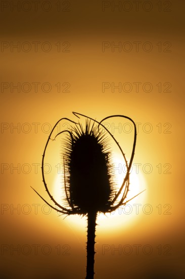 Teasel (Dipsacus fullonum) plant seedhead silhouette at sunset, RSPB Frampton marsh nature reserve, Lincolnshire, England, United Kingdom