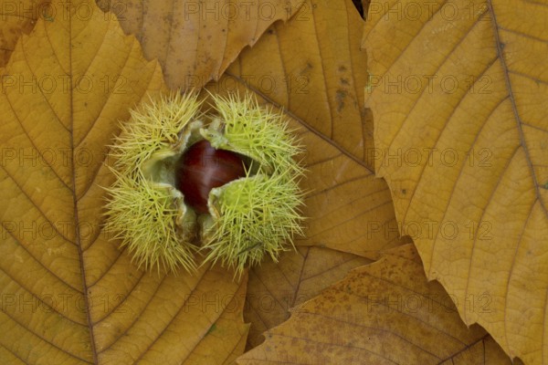 Sweet chestnut (Castanea sativa) tree nut on autumn leaves, England, United Kingdom