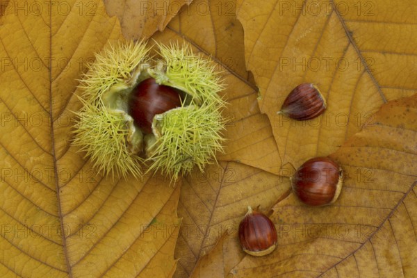 Sweet chestnut (Castanea sativa) tree nuts on autumn leaves, England, United Kingdom
