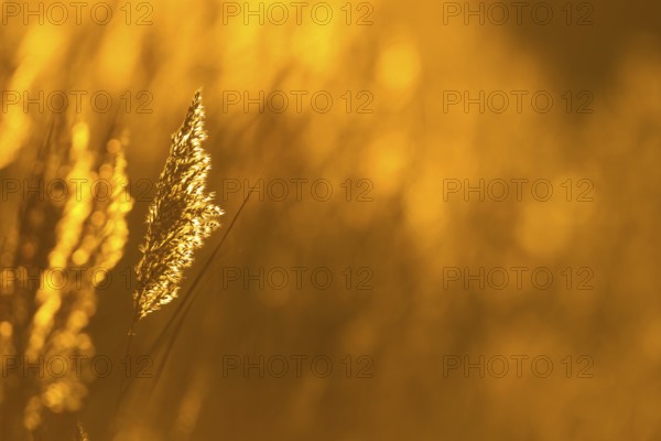 Common reed (Phragmites australis) plant reedbed backlit at sunset, RSPB Minsmere nature reserve, Suffolk, England, United Kingdom