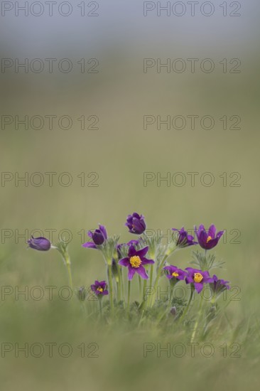 Pasqueflower (Pulsatilla vulgaris) wild plant flowers in grassland in spring, Cambridgeshire, England, United Kingdom