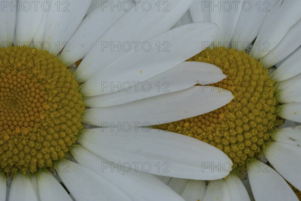 Oxeye daisy (Leucanthemum vulgare) single flower on top of another in summer, Suffolk, England, United Kingdom