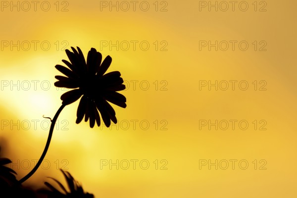 Oxeye daisy (Leucanthemum vulgare) single wildflower flower silhouette at sunset in summer, Suffolk, England, United Kingdom