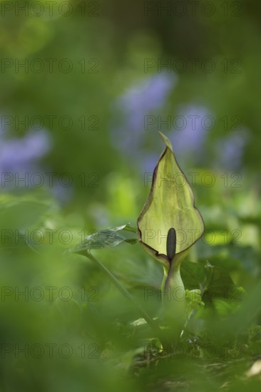 Lords and Ladies (Arum maculatum) arum lily plant wildflower flower in a bluebell wood in spring, Suffolk, England, United Kingdom