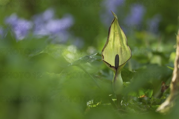 Lords and Ladies (Arum maculatum) arum lily plant wildflower flower in a bluebell wood in spring, Suffolk, England, United Kingdom