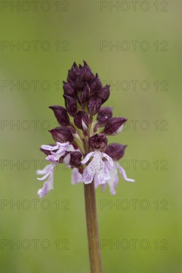 Lady orchid (Orchis purpurea) single flower spike, Kent, England, United Kingdom