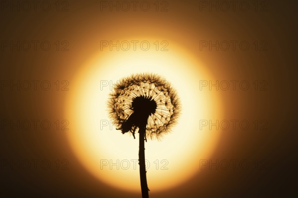 Common dandelion (Taraxacum officinale) plant wildflower seedhead silhouette at sunset, Wales, United Kingdom