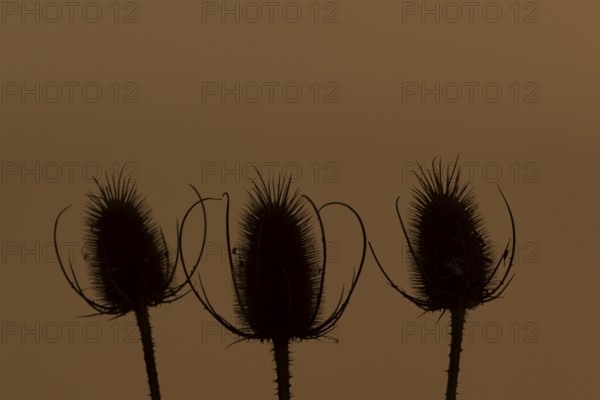 Teasel (Dipsacus fullonum) plant three seedheads silhouette at sunset, RSPB Frampton marsh nature reserve, Lincolnshire, England, United Kingdom