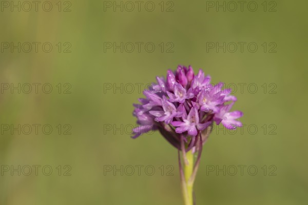 Pyramidal orchid (Anacamptis pyramidalis) single flower spike in summer, Suffolk, England, United Kingdom