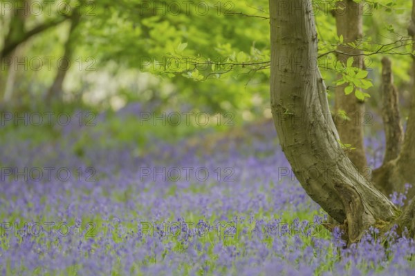 English bluebell (Hyacinthoides non-scripta) plant wildflowers bluebells in a wood in spring, England, United Kingdom