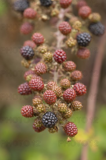 Bramble (Rubus fruticosus) plant fruit blackberries in summer, Suffolk, England, United Kingdom