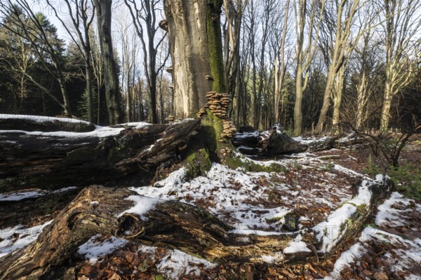 Deadwood in winter beech forest (Fagus sylvatica), Emsland, Lower Saxony, Germany