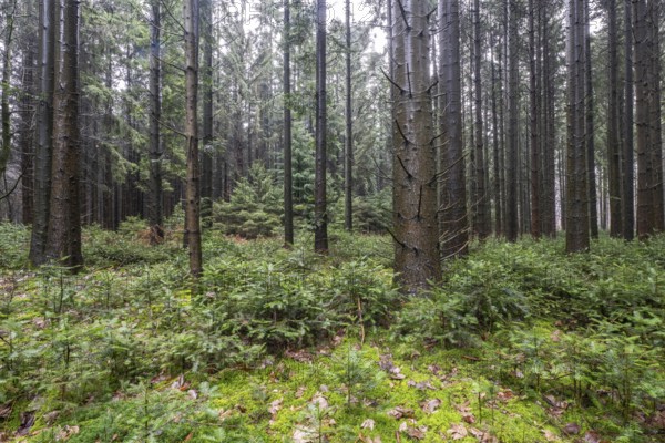 Coniferous forest (Picea abies), Emsland, Lower Saxony, Germany