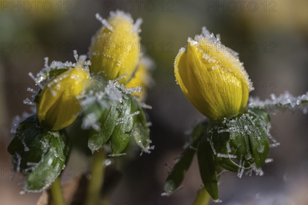 Winter aconite (Eranthis hyemalis), Emsland, Lower Saxony, Germany