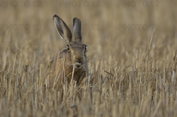 European brown hare (Lepus europaeus) adult animal feeding on a wheat sheath in a farmland stubble field in summer, Suffolk, England, United Kingdom