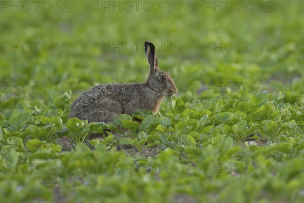 European brown hare (Lepus europaeus) adult animal feeding in a sugar beet crop in a farmland field in summer, Suffolk, England, United Kingdom