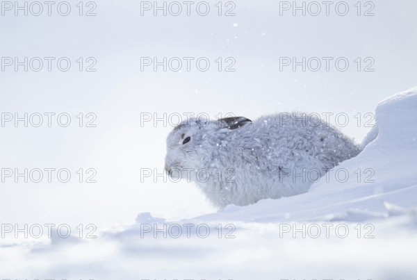 Mountain hare (Lepus timidus) adult animal in its white coat in snow on a mountain in winter, Scotland, United Kingdom