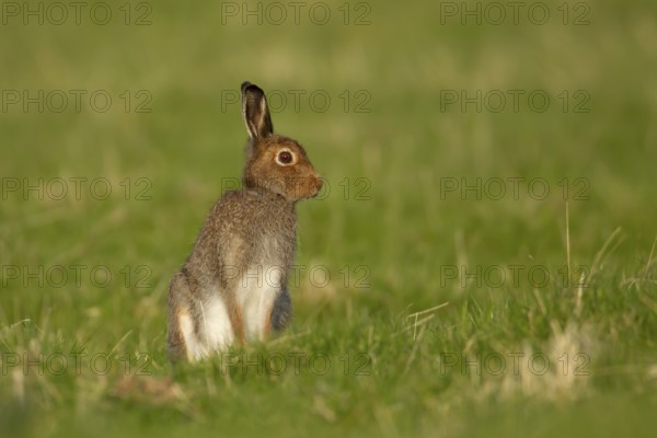 Mountain hare (Lepus timidus) adult animal in its summer coat in a upland grass meadow, Scotland, United Kingdom
