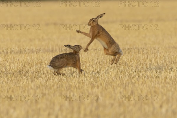 European brown hare (Lepus europaeus) two adult animals hares boxing fighting in a farmland stubble field in summer, Suffolk, England, United Kingdom